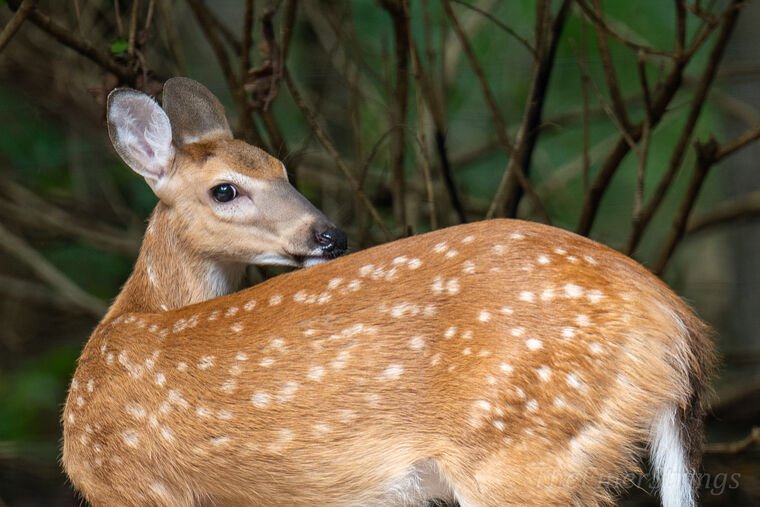Wildlife — DairyWile Photo Desk