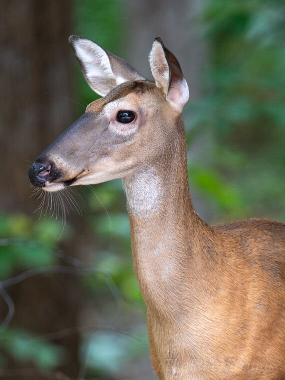 Wildlife — DairyWile Photo Desk