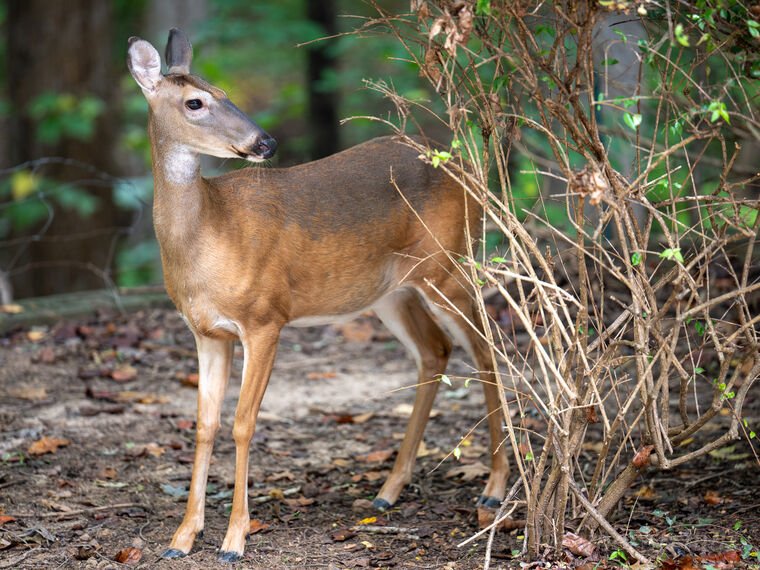 Wildlife — DairyWile Photo Desk