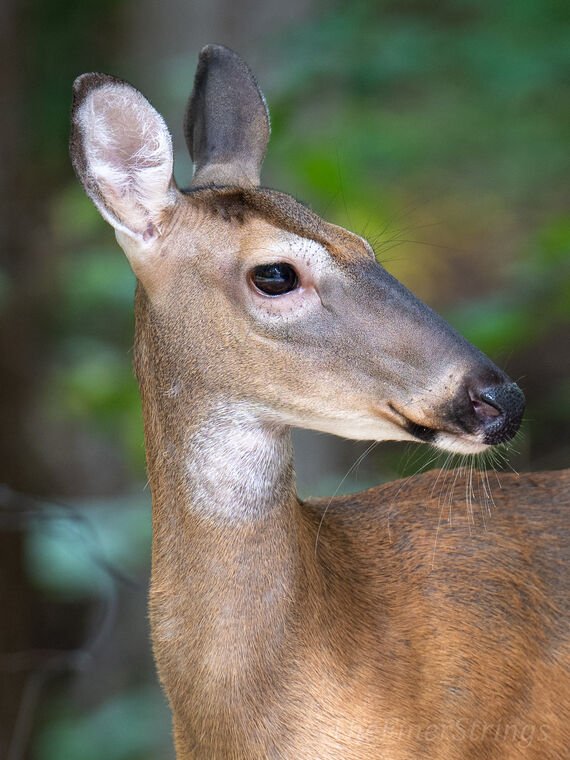 Wildlife — DairyWile Photo Desk