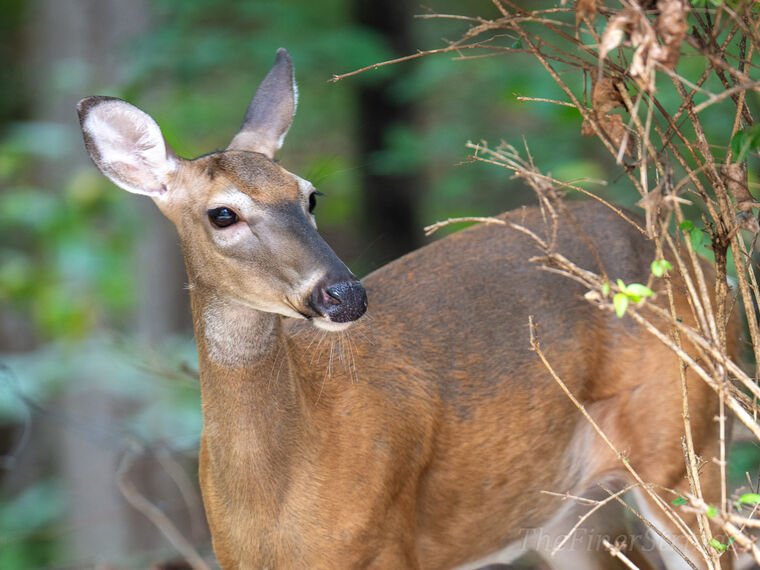 Wildlife — DairyWile Photo Desk