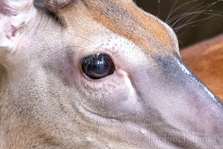 Wildlife — DairyWile Photo Desk