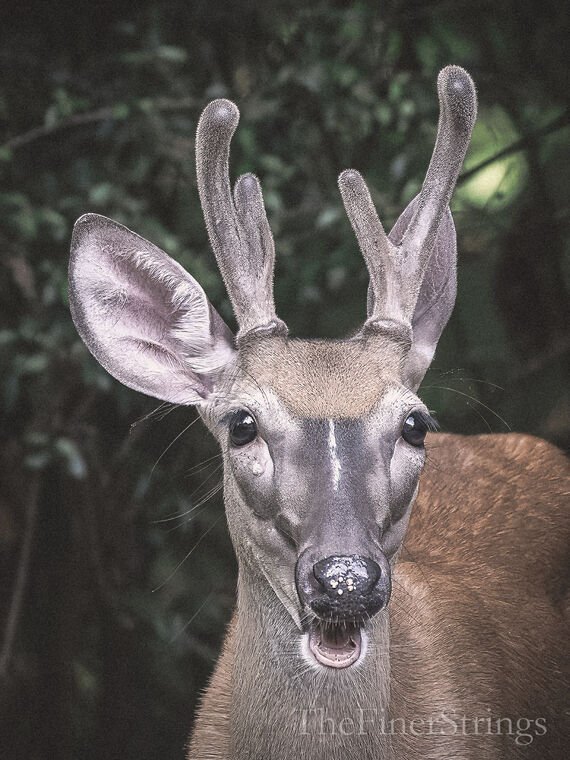Wildlife — DairyWile Photo Desk