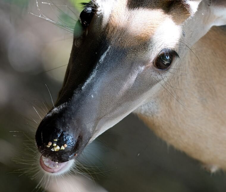 Wildlife — DairyWile Photo Desk