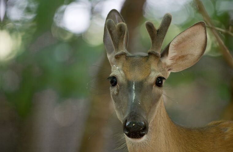 Wildlife — DairyWile Photo Desk