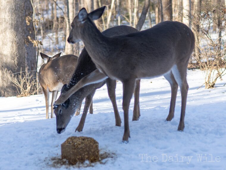 Wildlife — DairyWile Photo Desk