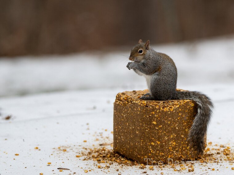 Wildlife — DairyWile Photo Desk