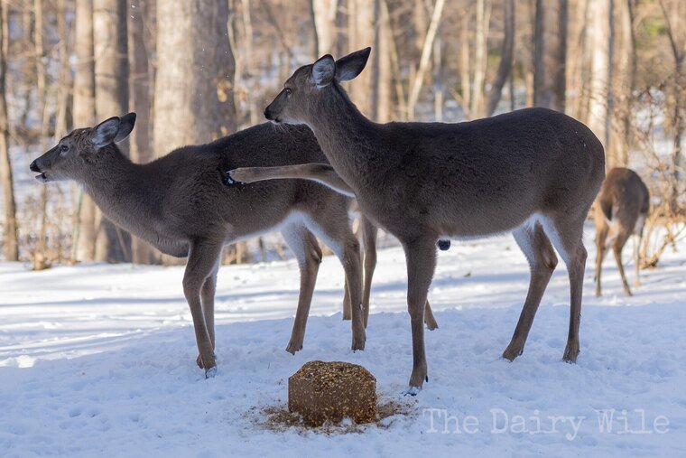 Wildlife — DairyWile Photo Desk