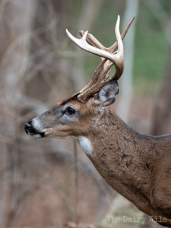 Wildlife — DairyWile Photo Desk