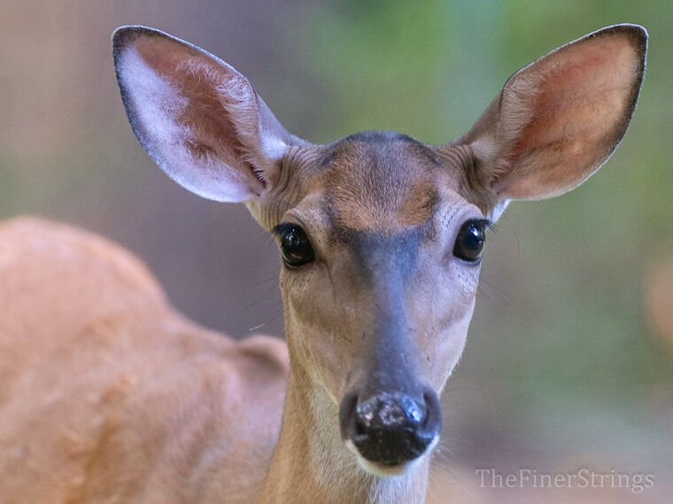 Wildlife — DairyWile Photo Desk