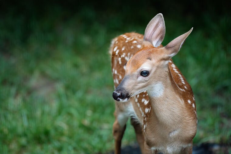 Wildlife — DairyWile Photo Desk