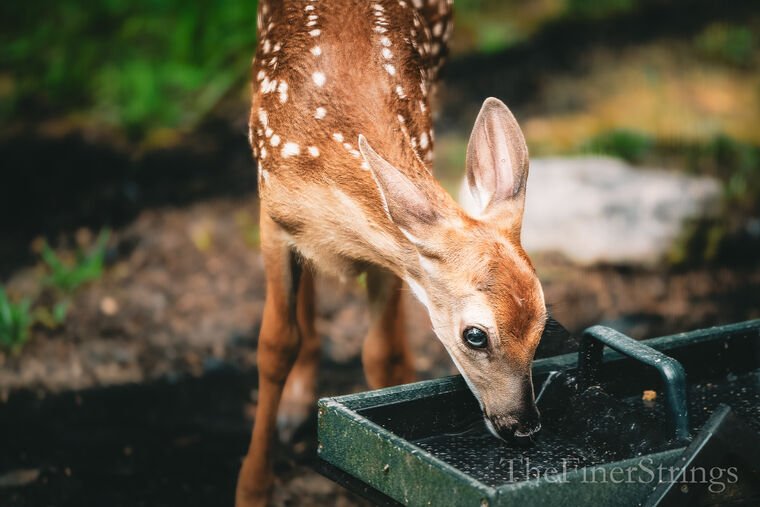 Wildlife — DairyWile Photo Desk