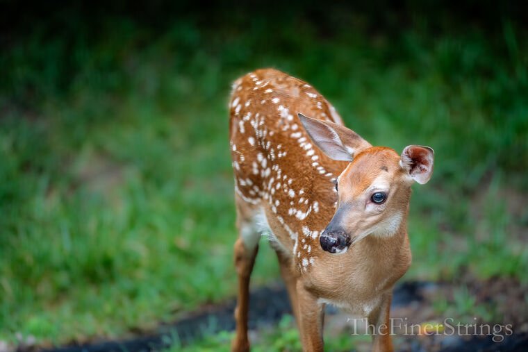 Wildlife — DairyWile Photo Desk