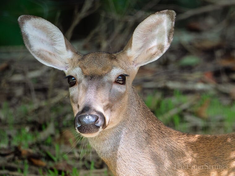 Wildlife — DairyWile Photo Desk
