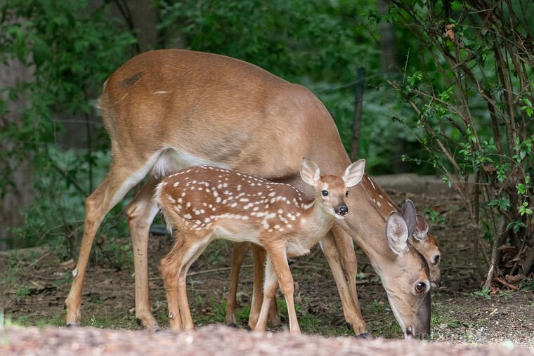 Wildlife — DairyWile Photo Desk