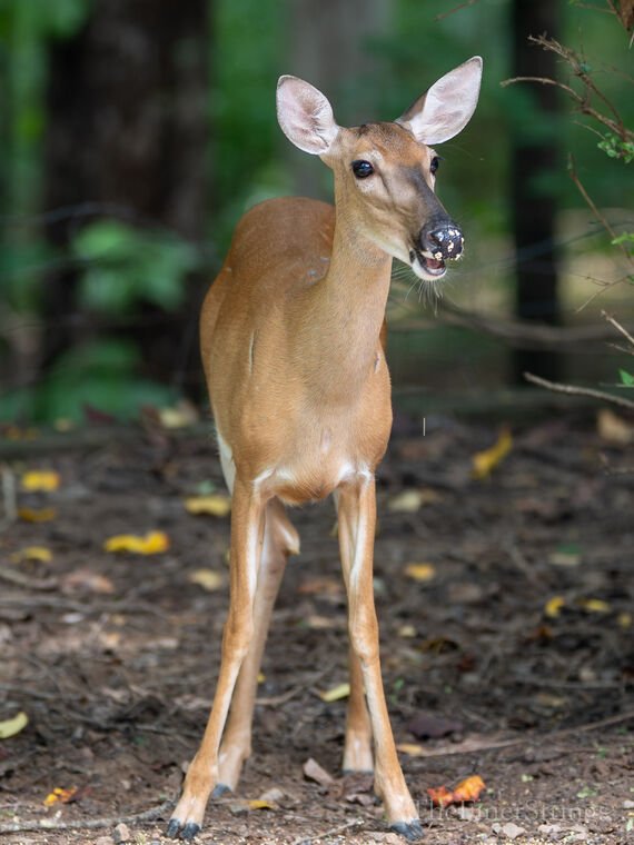 Wildlife — DairyWile Photo Desk