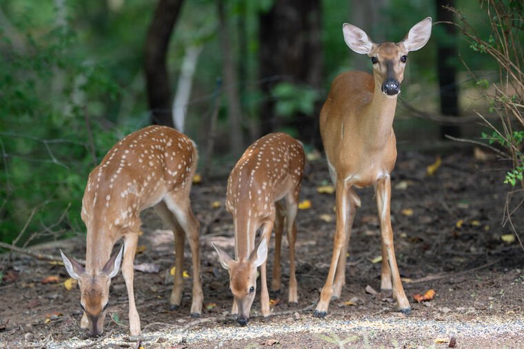 Wildlife — DairyWile Photo Desk