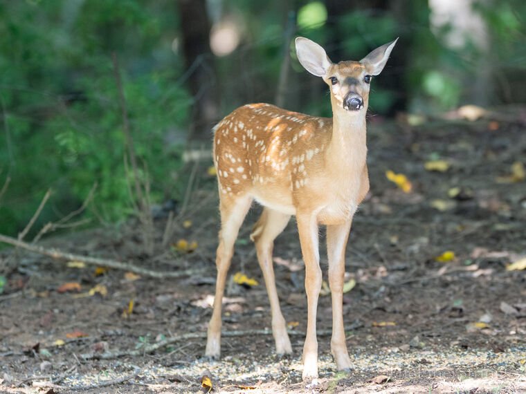 Wildlife — DairyWile Photo Desk