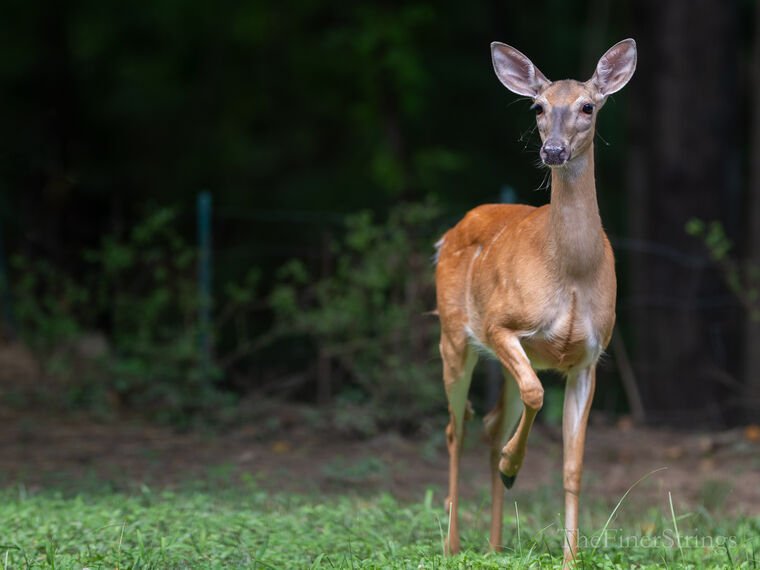 Wildlife — DairyWile Photo Desk