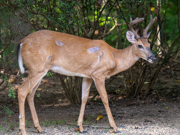 Wildlife — DairyWile Photo Desk