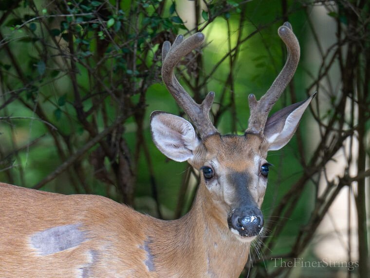 Wildlife — DairyWile Photo Desk