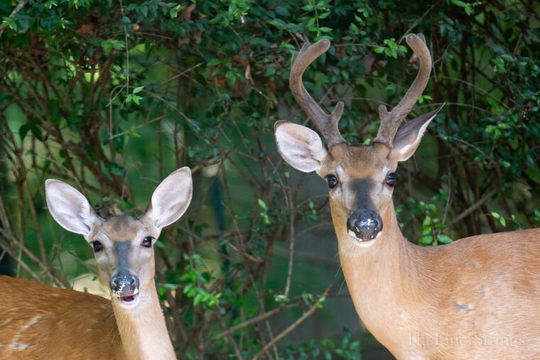 Wildlife — DairyWile Photo Desk