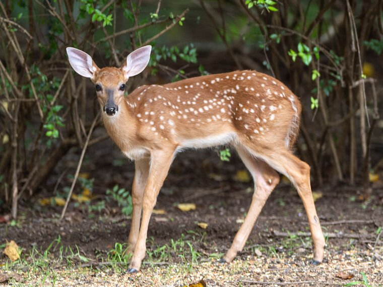 Wildlife — DairyWile Photo Desk