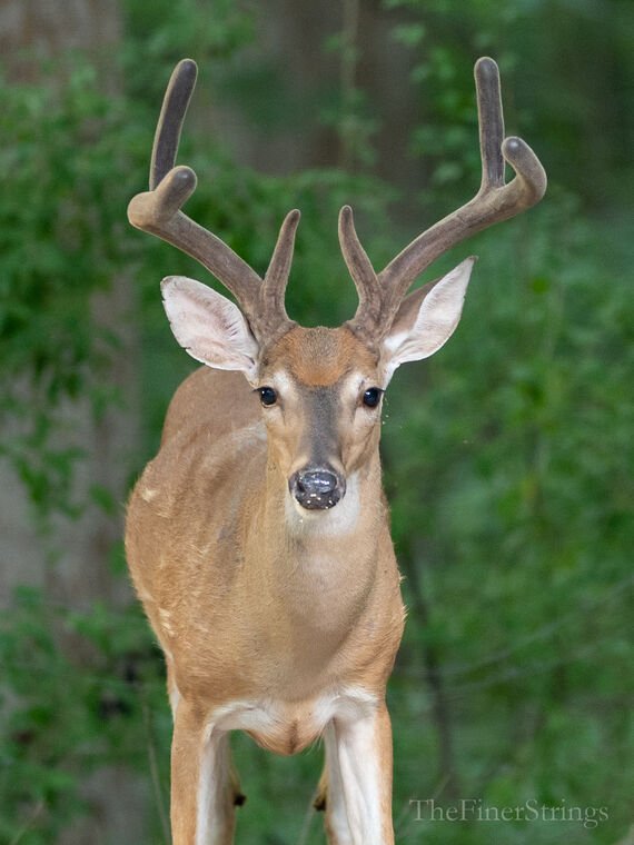 Wildlife — DairyWile Photo Desk