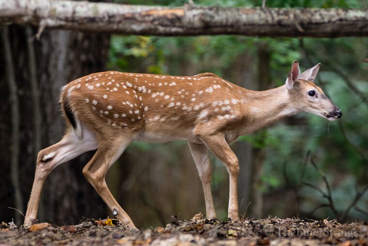Wildlife — DairyWile Photo Desk