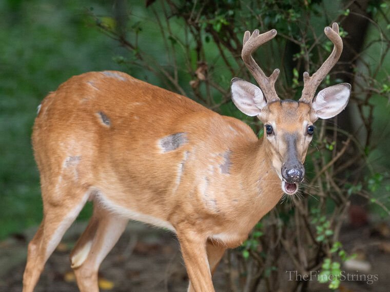 Wildlife — DairyWile Photo Desk
