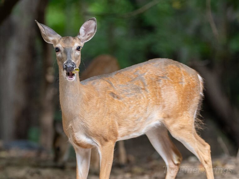Wildlife — DairyWile Photo Desk