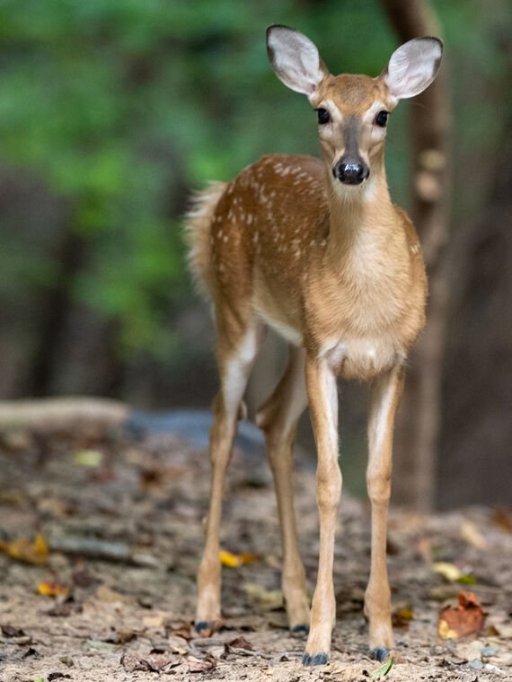 Wildlife — DairyWile Photo Desk