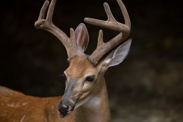 Wildlife — DairyWile Photo Desk