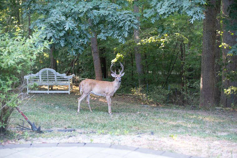 Wildlife — DairyWile Photo Desk