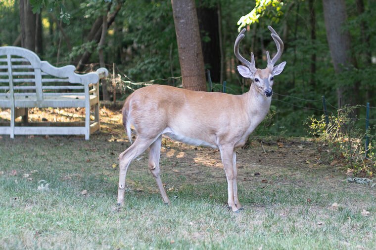 Wildlife — DairyWile Photo Desk
