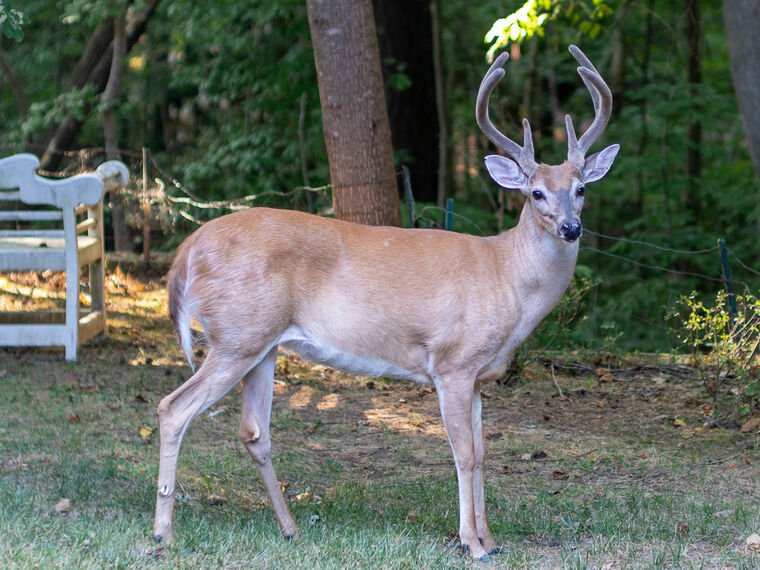 Wildlife — DairyWile Photo Desk