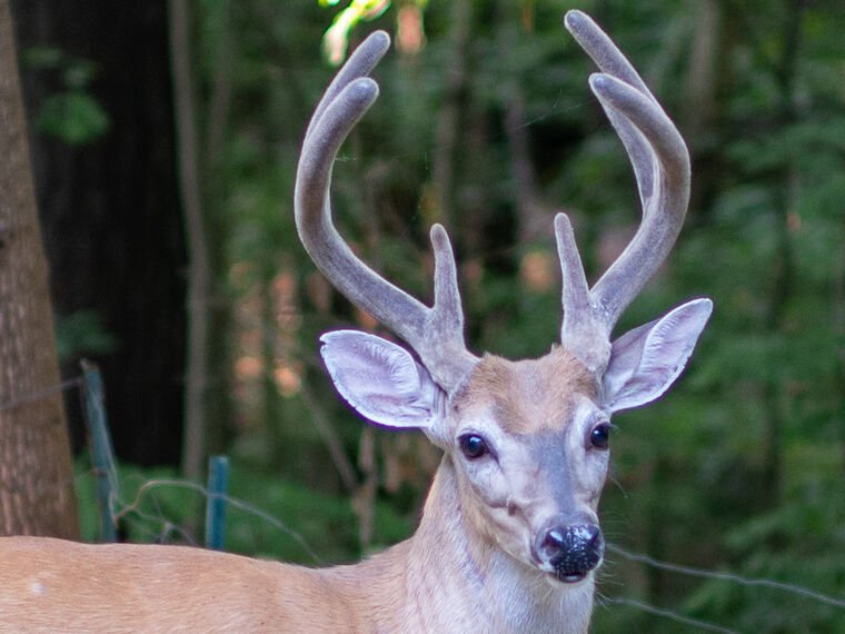 Wildlife — DairyWile Photo Desk