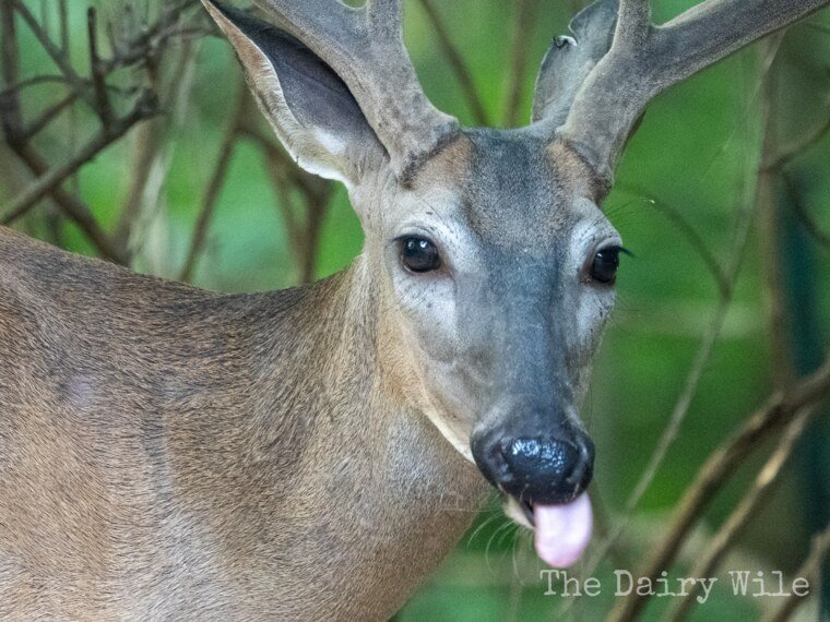 Wildlife — DairyWile Photo Desk