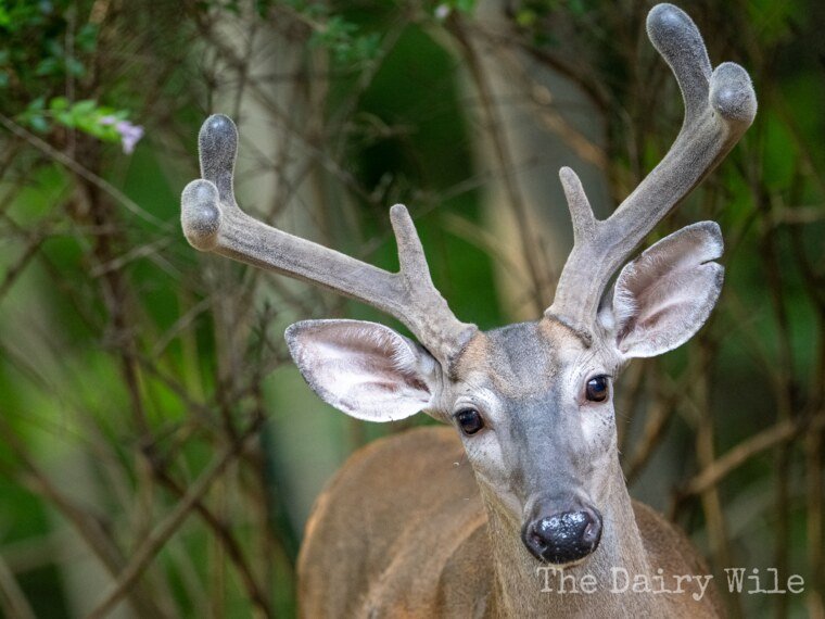 Wildlife — DairyWile Photo Desk