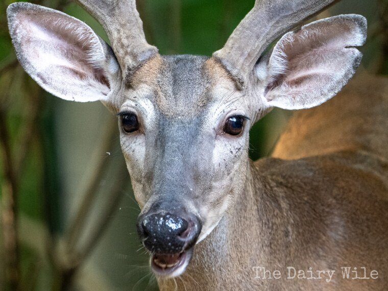 Wildlife — DairyWile Photo Desk