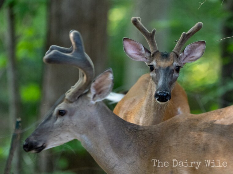 Wildlife — DairyWile Photo Desk